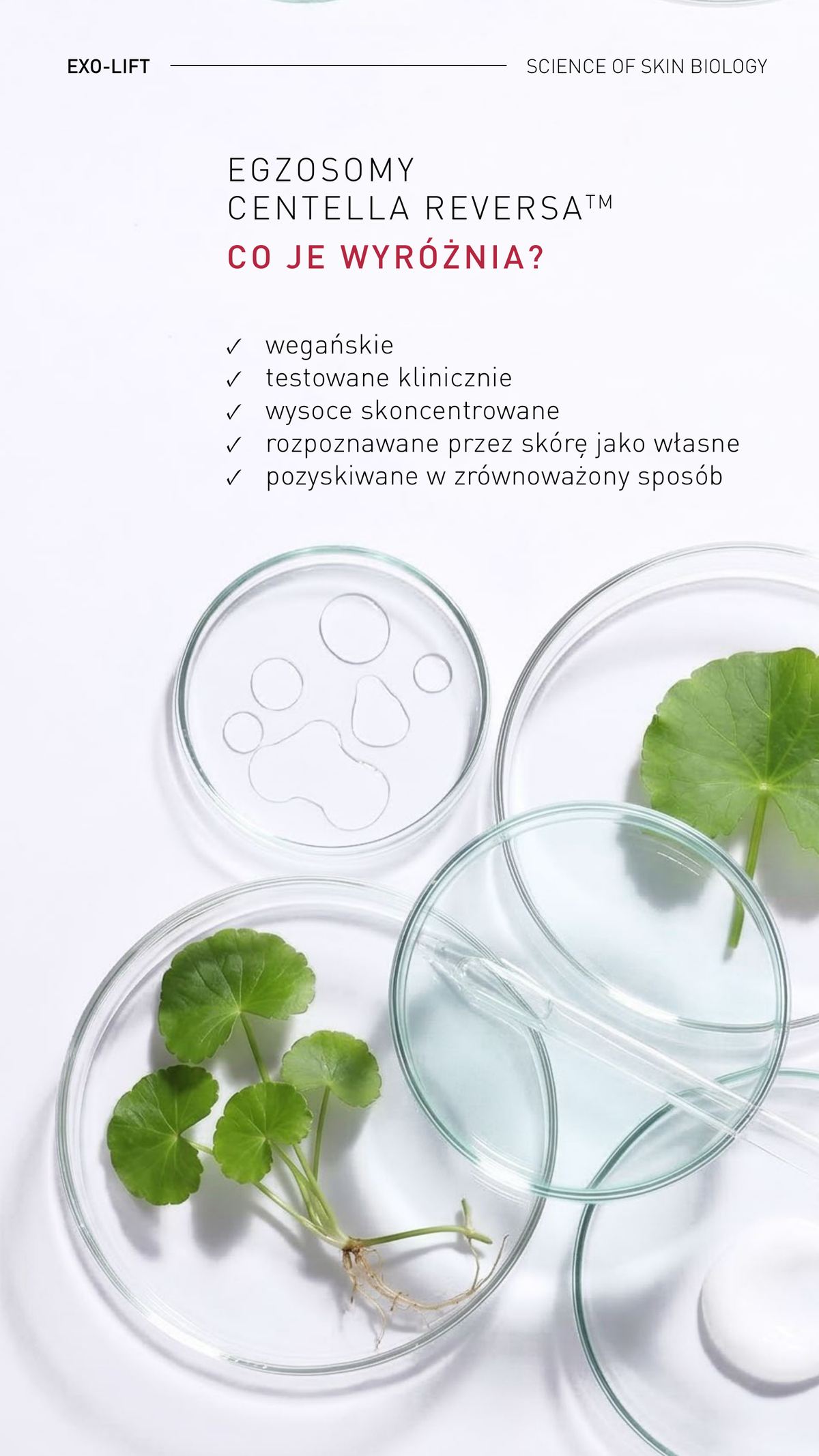 Właściwości egzosomów Centella Reversa – wegańskie, klinicznie testowane, skoncentrowane